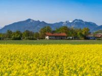 Leuchtendes Rapsfeld beim Heinrichwinkel mit Kampenwand und Hochplatte Kulisse